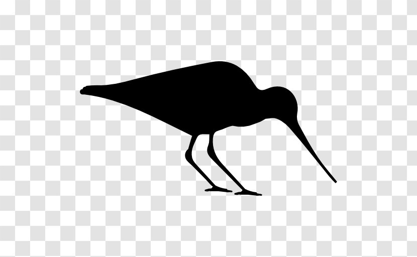 Bird Silhouette Haematopus Eurasian Oystercatcher Clip Art - Logo Transparent PNG