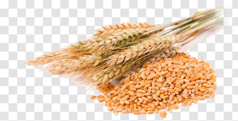Cereal Grain Common Wheat Berry - Germ - Beer Transparent PNG