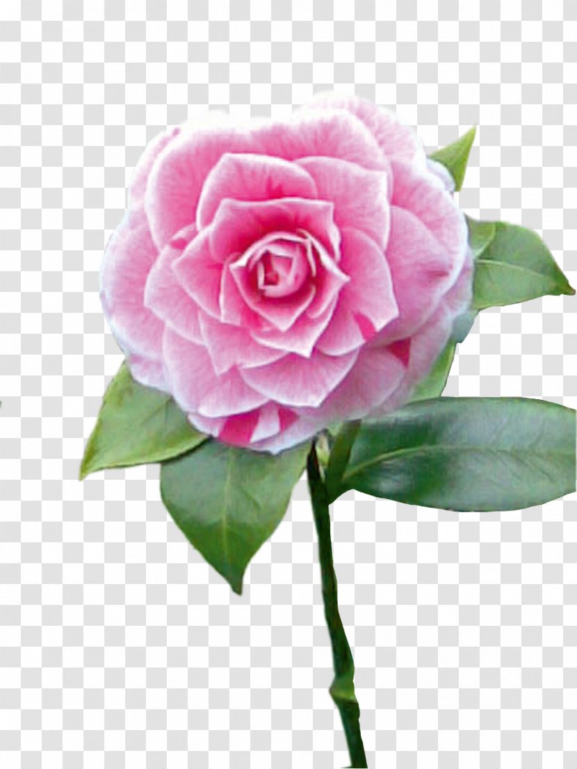 Garden Roses Cabbage Rose Floribunda Japanese Camellia Cut Flowers - Abano Terme Transparent PNG