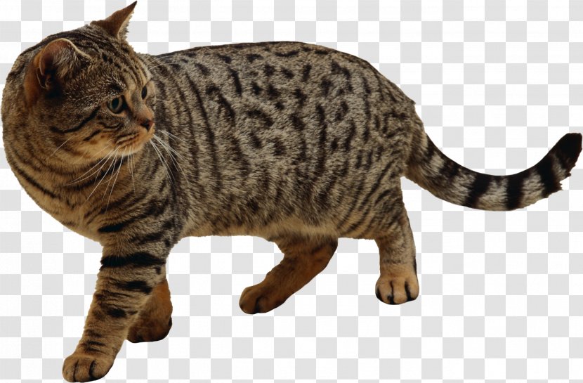 Cat Kitten - Egyptian Mau - Cats Transparent PNG