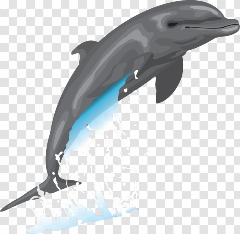 Bottlenose Dolphin Drawing Clip Art - Fin Transparent PNG