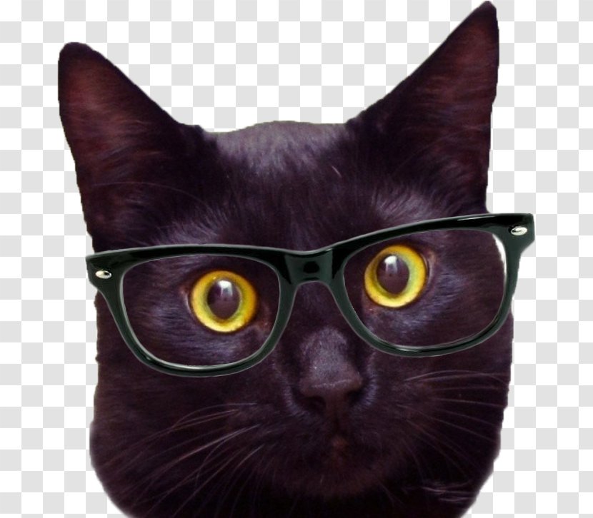 Black Cat Desktop Wallpaper Hipster Mobile Phones - Havana Brown Transparent PNG