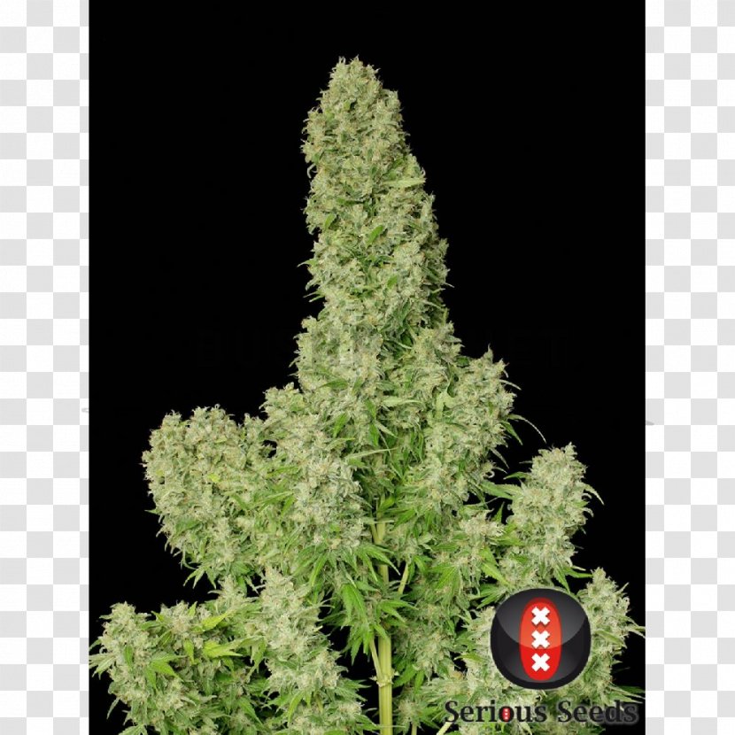 White Russian Widow Seed Black Cannabis - Hemp Family Transparent PNG