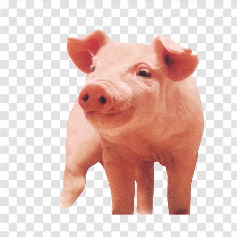 Porky Pig Download - Peppa Transparent PNG