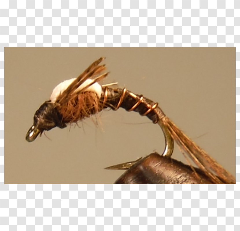 Insect - Claw - Fly Transparent PNG