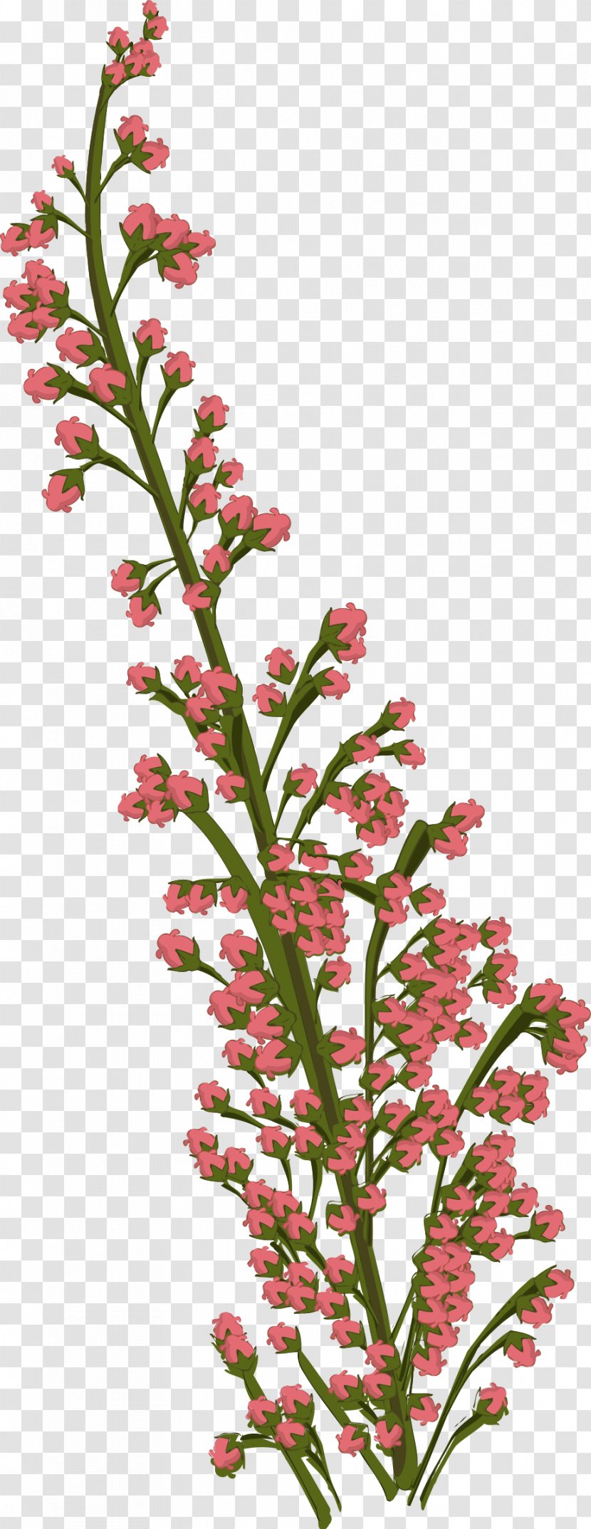 Drawing Tropical Flowers Cut - Smartweed Buckwheat Family - Flower Transparent PNG