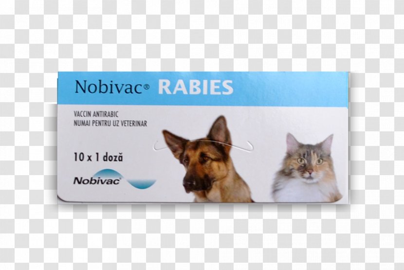 Dog Breed Cat Rabies Vaccine Transparent PNG