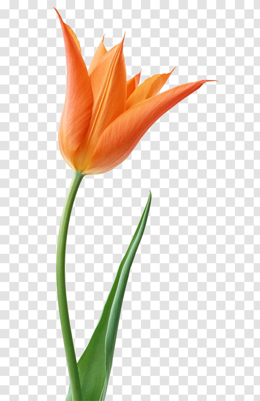 Stock Photography Tulip Desktop Wallpaper Clip Art - Tulips Vector Transparent PNG