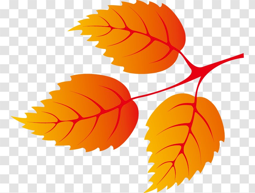 Leaf Autumn Euclidean Vector - Gratis - Leaves Decoration Transparent PNG
