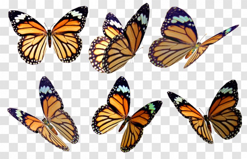 Monarch Butterfly Drawing Color Photography - Watercolor - Buterfly Transparent PNG