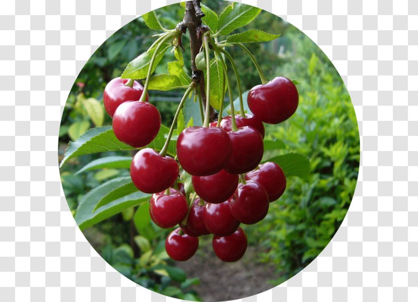 Sour Cherry Cerasus Sweet Nanking Tree - Fruit Transparent PNG