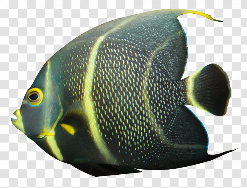 Banded Angelfish - Ornamental Fish Transparent PNG