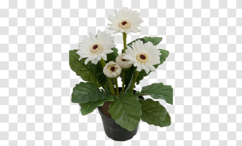 Transvaal Daisy Flowerpot Saint Petersburg Houseplant - Plant Transparent PNG