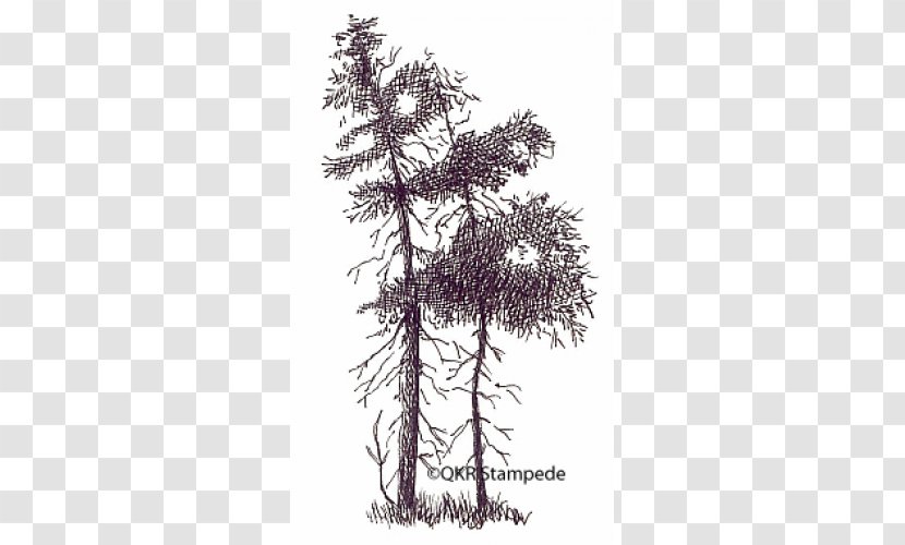 Larch Spruce Fir Pine Houseplant - Branch - Rubber Tree Transparent PNG