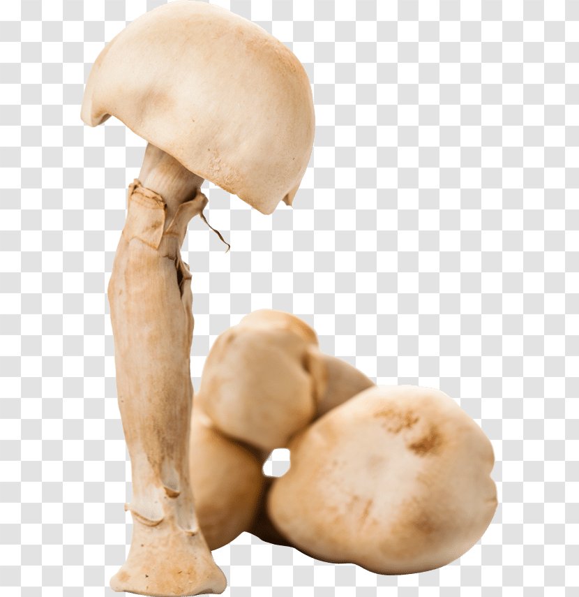Common Mushroom Agaricus Subrufescens Dietary Supplement Glucan - Ingredient Transparent PNG