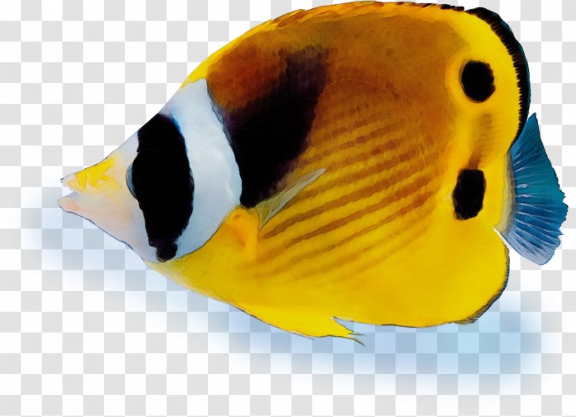 Fish Pomacentridae Pomacanthidae Holacanthus - Butterflyfish - Coral Reef Transparent PNG