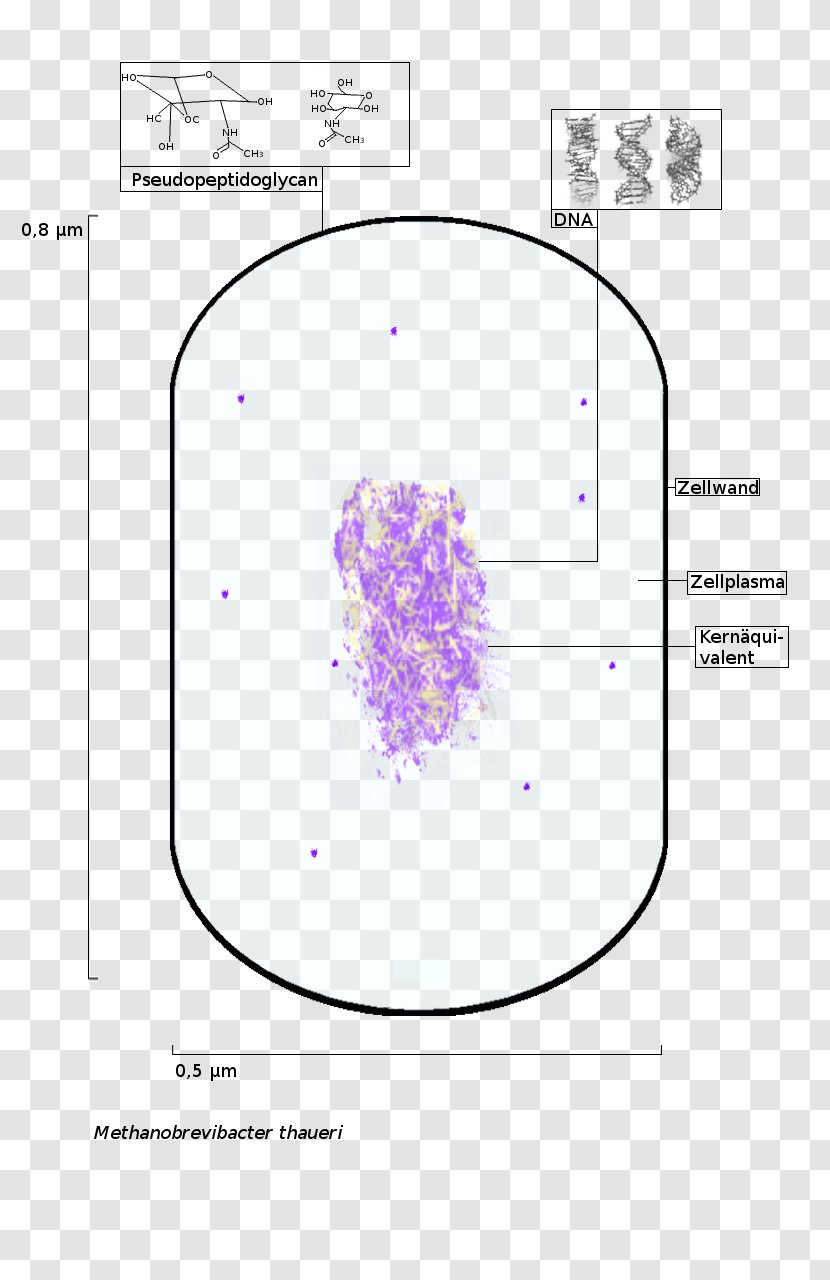 Methanobrevibacter Thaueri Archaeans Methanogen Wolinii - Heart - Cartoon Transparent PNG