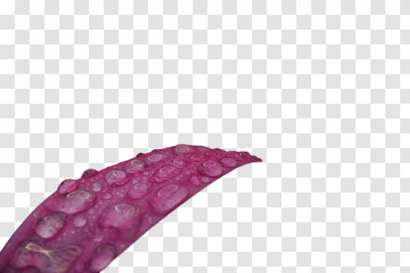 Lilac M Close-up Transparent PNG