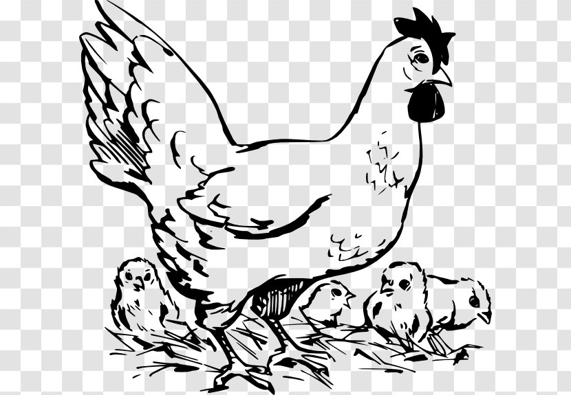 Silkie Cochin Chicken Broiler Meat Clip Art - Visual Arts - Hen Transparent PNG