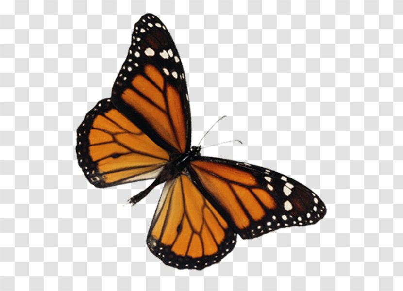 Monarch Butterfly Animation Motion - Lofter Transparent PNG