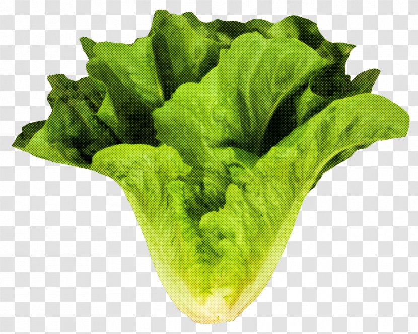 Leaf Vegetable Lettuce Romaine Iceburg - Plant Red Transparent PNG