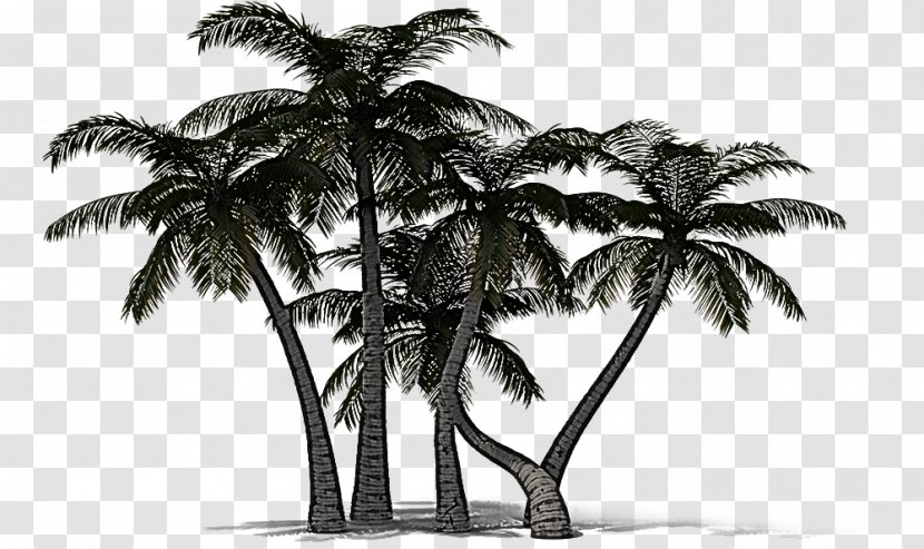 Palm Tree - Coconut - Monochrome Photography Attalea Speciosa Transparent PNG