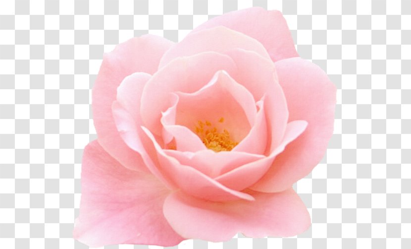 Garden Roses Image Clip Art Photography - Close Up - Hanneton Des Transparent PNG