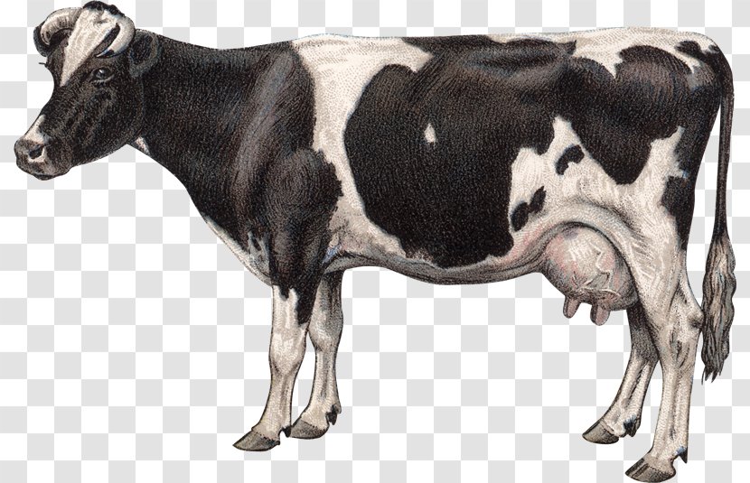 Jersey Cattle Goat Milk Dairy Clip Art Transparent PNG