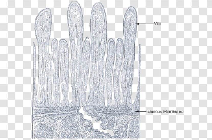 Intestinal Villus Small Intestine Digestion Gastrointestinal Tract - Tree - Digestive System Transparent PNG