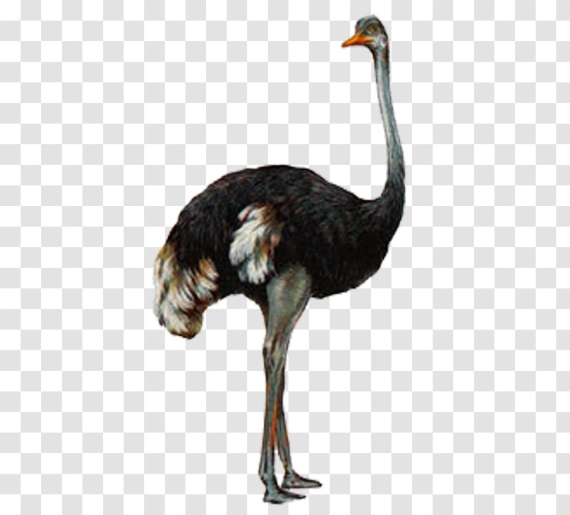 Common Ostrich Bird Animal Gray Wolf - Fauna Transparent PNG