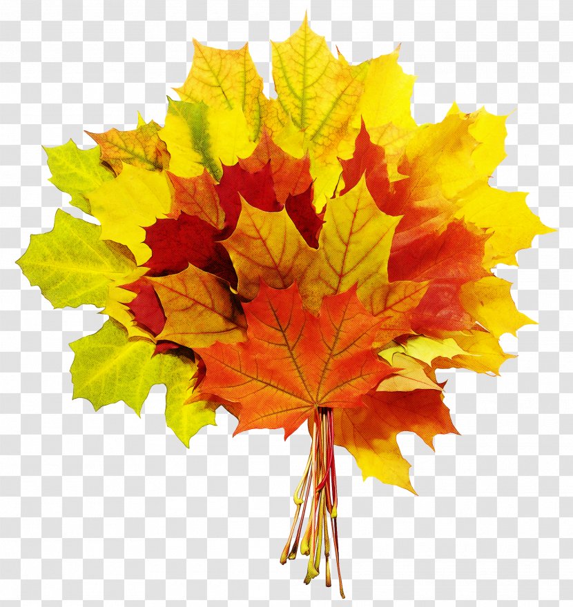 Maple Leaf - Yellow - Flowering Plant Deciduous Transparent PNG