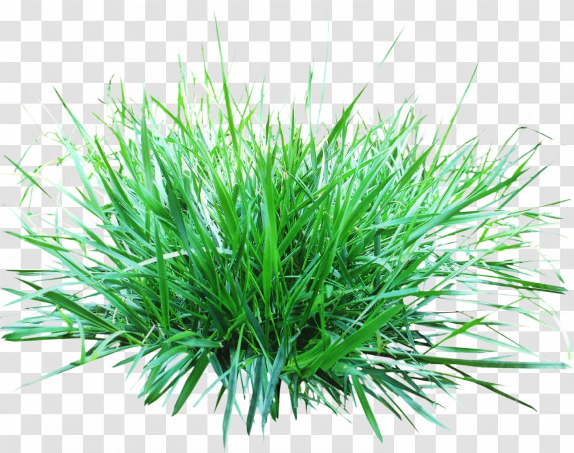 Green Grass Background - Shortstraw Pine - Wheatgrass Transparent PNG