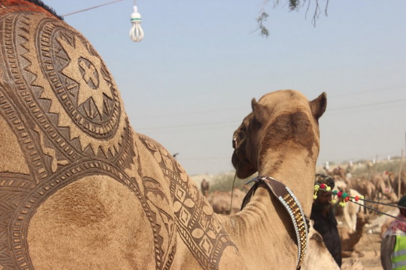 Bactrian Camel Karachi Cow Mandi Cattle - Desert Transparent PNG