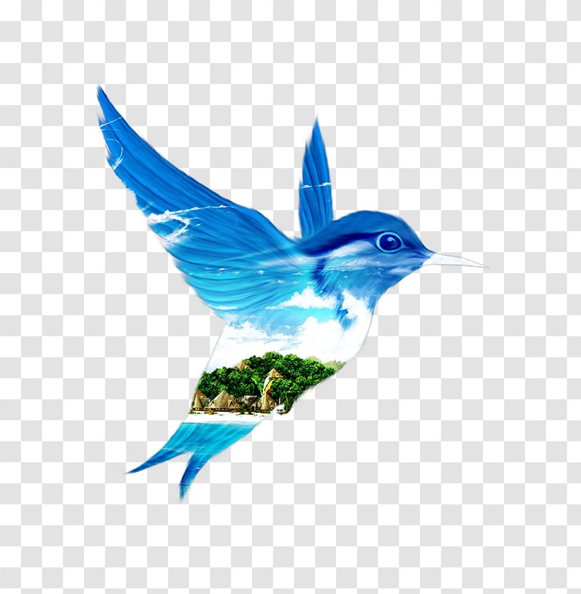 Beak Feather Hummingbird M Nature Turquoise - Bird Transparent PNG