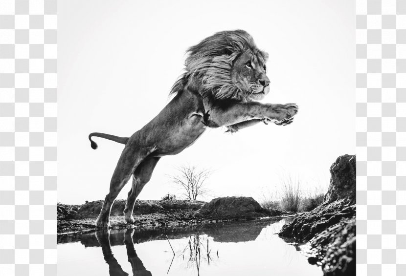 Maddox Gallery Glasgow Wild Encounters: Iconic Photographs Of The World's Vanishing Animals And Cultures Photography Art - Mammal - Lion King Transparent PNG