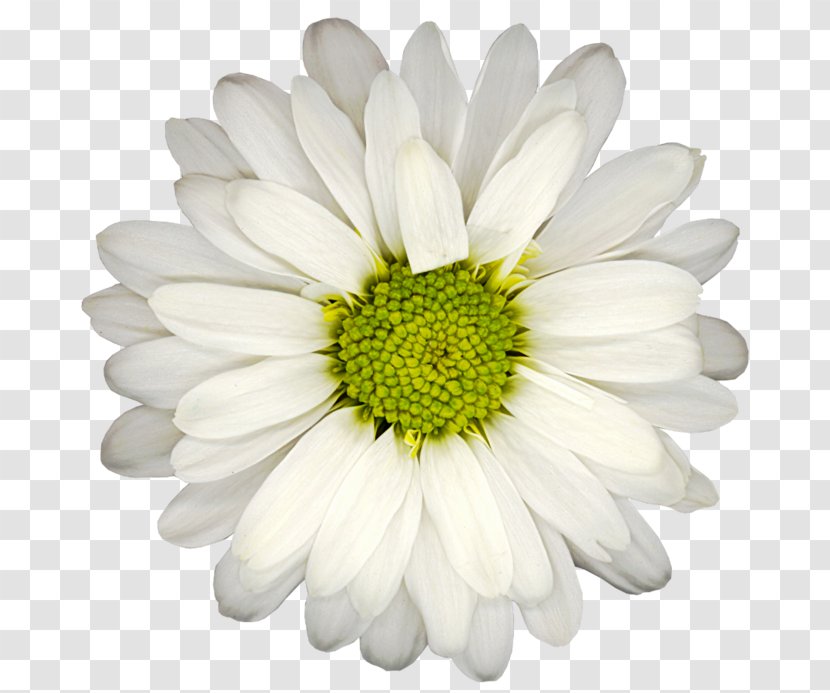 Flowers Background - Plant - Wildflower African Daisy Transparent PNG