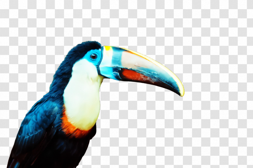 Bird Toucan Beak Piciformes Hornbill Transparent PNG