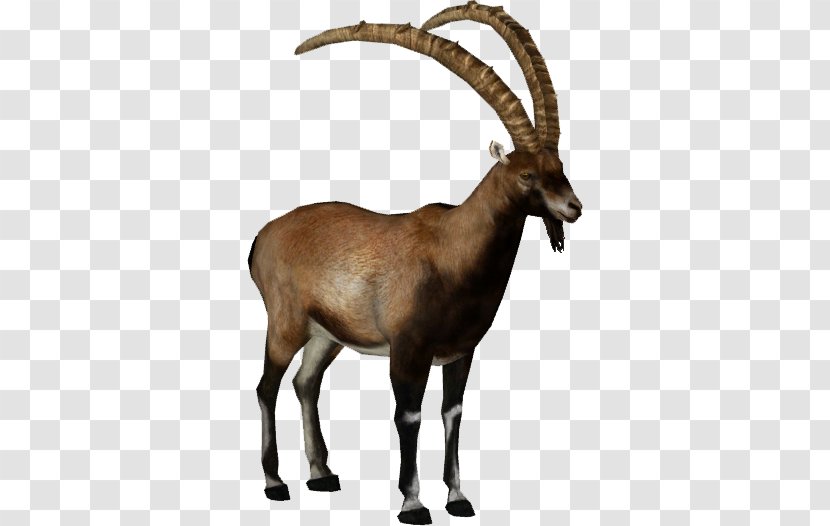 Alpine Ibex Walia Goat Bezoar Transparent PNG