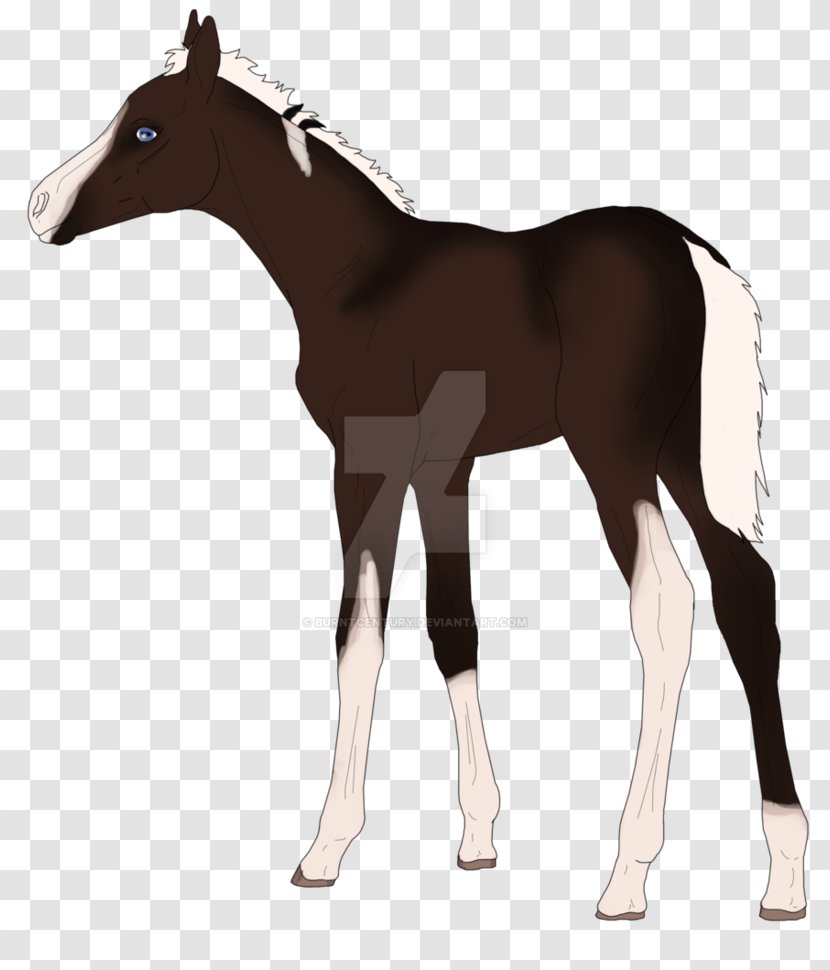 Colt Mustang Foal Stallion Mare Transparent PNG