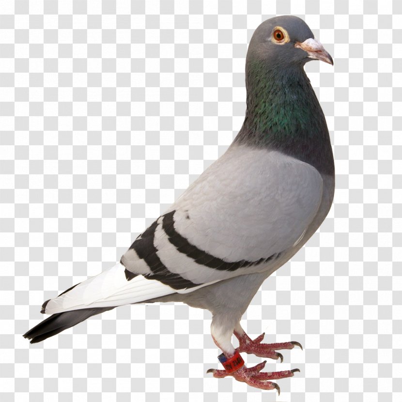 Bird Rock Dove Beak Pigeons And Doves Stock Transparent PNG