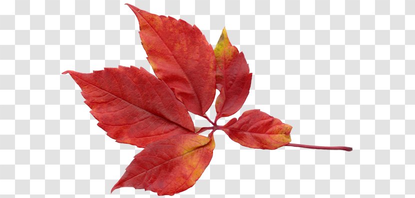 Leaf Autumn Leaves Clip Art - Stock Photography Transparent PNG