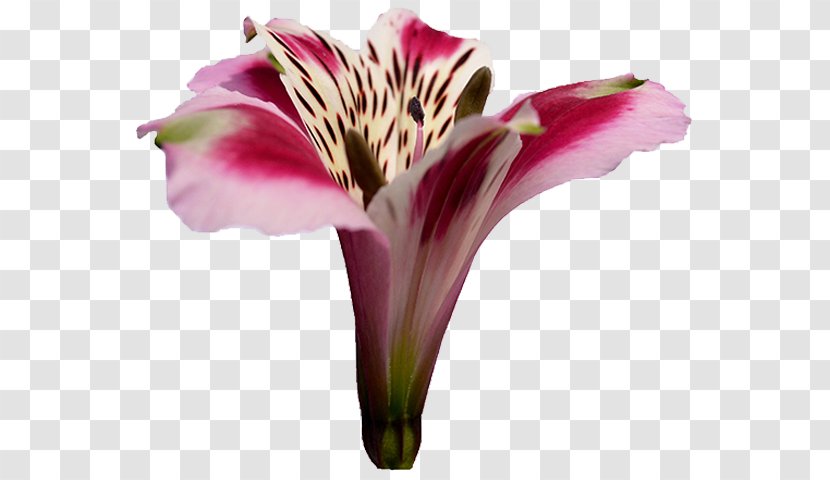 Lily Of The Incas Cut Flowers Jersey Plant Stem Daylily - Magenta - Flower Transparent PNG