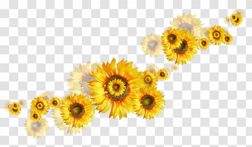 Common Sunflower Clip Art - Flower Bouquet - Marigold Transparent PNG