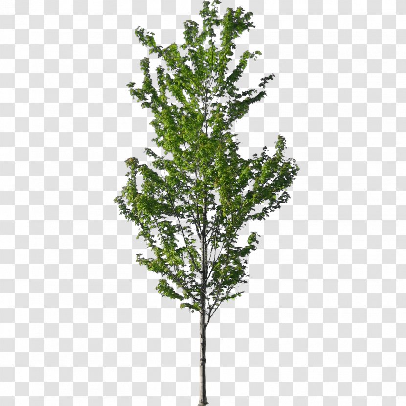 American Sycamore Tree Norway Spruce Architecture - Maple Transparent PNG