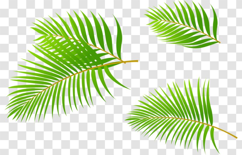 Arecaceae Leaf Coconut - Software - Palm Leaves Transparent PNG