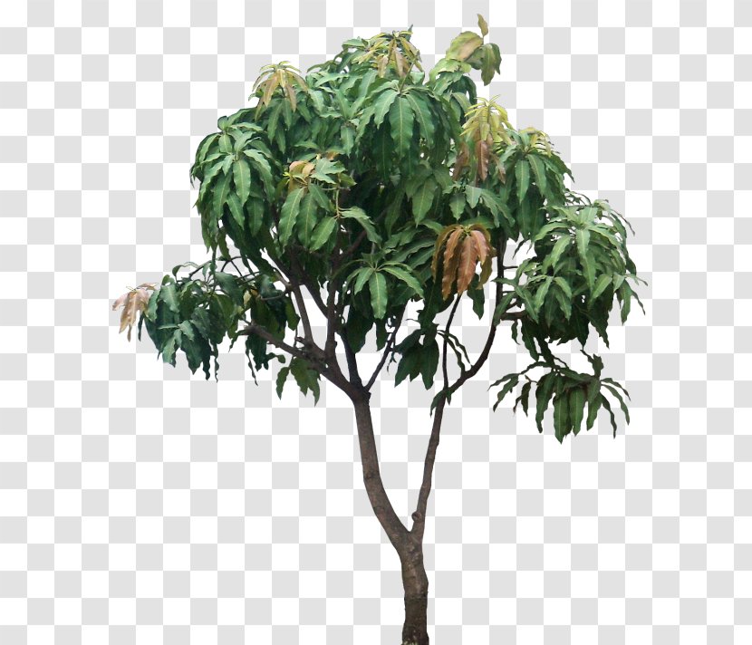 Mangifera Indica Tree Plant Mango Subtropics Transparent PNG