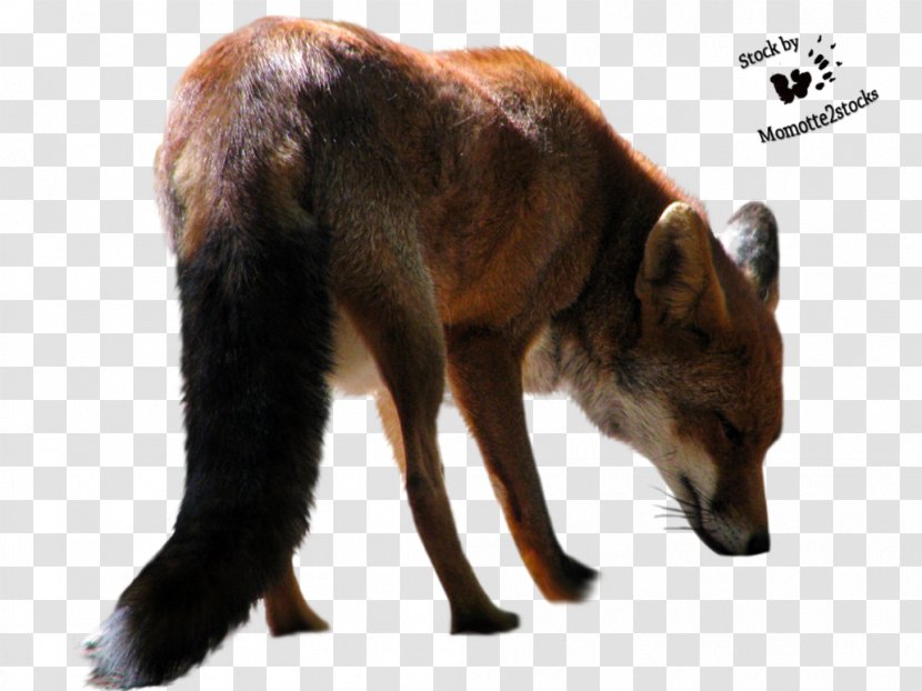 Red Fox Arctic Black Flying - Fauna Transparent PNG