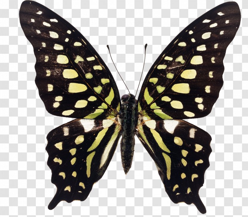 Swallowtail Butterfly Graphium Agamemnon Insect Macfarlanei - Redbodied Transparent PNG