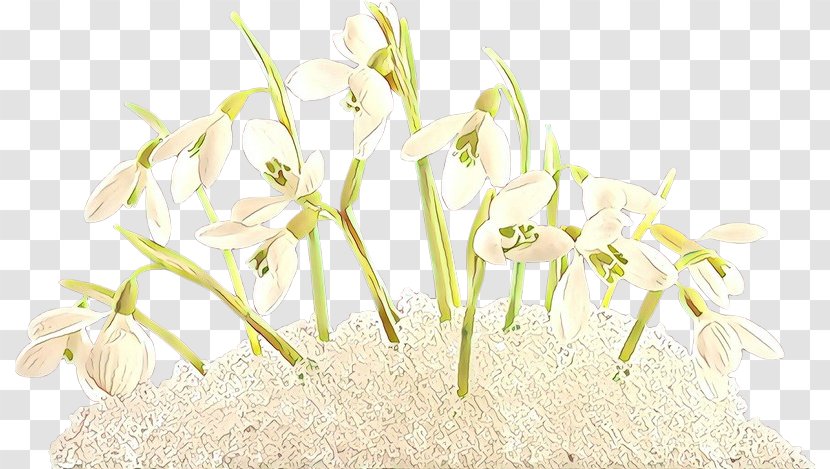 Flowering Plant Flower Snowdrop Grass - Wildflower - Crinum Transparent PNG