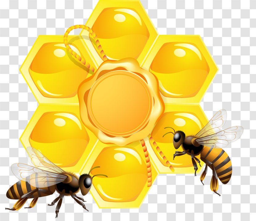 Honey Bee Honeycomb Beehive - Drawing - Yellow Transparent PNG